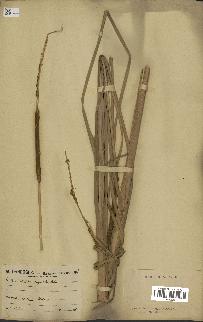 spécimen de Typha angustata
