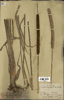 spécimen de Typha angustata