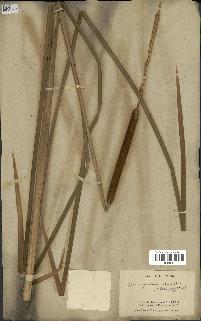 spécimen de Typha angustata