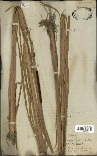 spécimen de Typha angustata