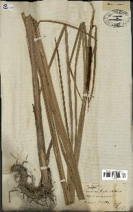 spécimen de Typha angustata