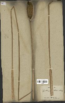 spécimen de Typha angustata
