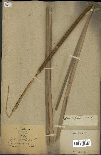 spécimen de Typha angustata