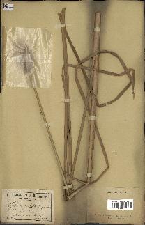 spécimen de Typha angustata
