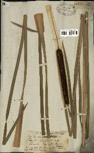 spécimen de Typha angustata