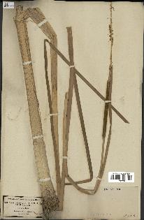spécimen de Typha angustifolia