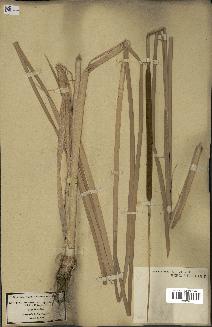 spécimen de Typha angustifolia
