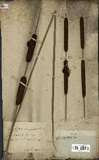 spécimen de Typha angustifolia