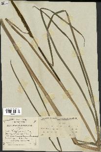 spécimen de Typha angustifolia