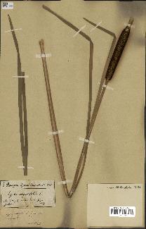 spécimen de Typha angustifolia