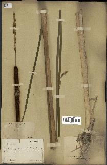 spécimen de Typha angustifolia