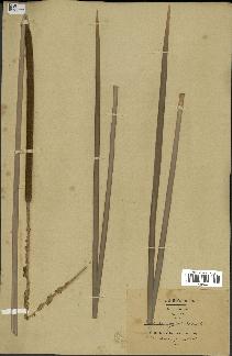 spécimen de Typha angustifolia
