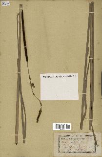 spécimen de Typha angustifolia