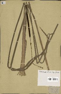spécimen de Typha angustifolia
