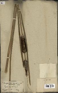 spécimen de Typha angustifolia