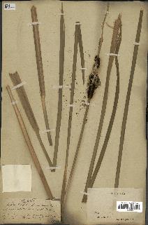 spécimen de Typha angustifolia