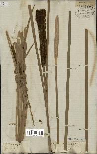 spécimen de Typha angustifolia