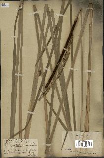 spécimen de Typha angustifolia