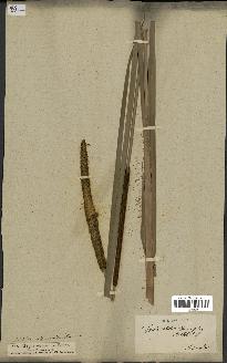 spécimen de Typha angustifolia