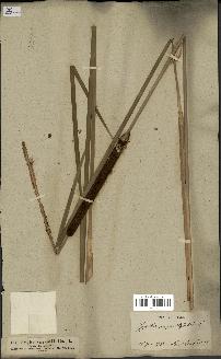 spécimen de Typha angustifolia