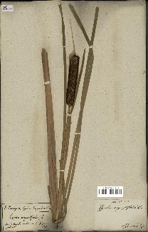spécimen de Typha angustifolia