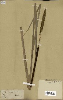 spécimen de Typha angustifolia