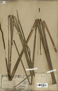 spécimen de Typha angustifolia