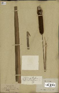 spécimen de Typha angustifolia