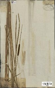 spécimen de Typha angustata
