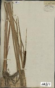 spécimen de Typha angustata