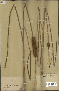 spécimen de Typha angustata