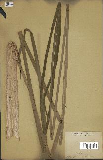 spécimen de Typha angustata