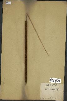spécimen de Typha angustata