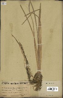 spécimen de Typha angustata