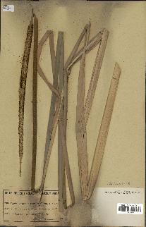 spécimen de Typha angustata