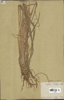spécimen de Typha angustata