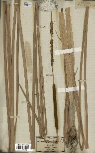 spécimen de Typha angustata