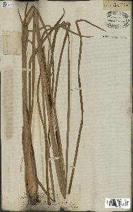 spécimen de Typha angustata