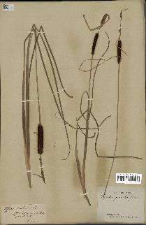 spécimen de Typha gracilis