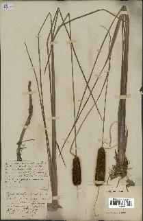 spécimen de Typha gracilis