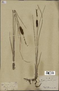 spécimen de Typha gracilis