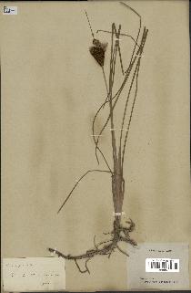 spécimen de Typha gracilis
