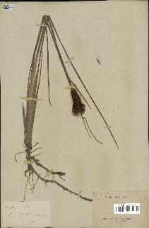 spécimen de Typha gracilis