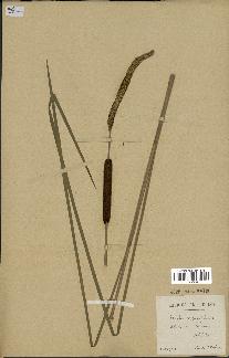 spécimen de Typha angustifolia