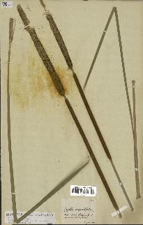 spécimen de Typha angustifolia