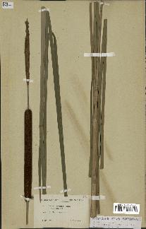 spécimen de Typha angustifolia