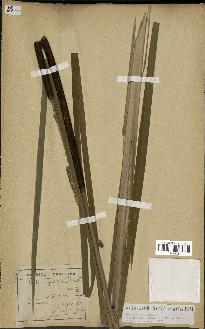spécimen de Typha angustifolia