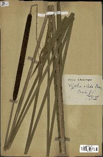 spécimen de Typha elata