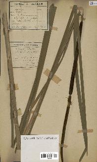 spécimen de Typha elata