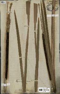 spécimen de Typha elata